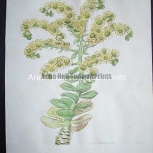 House Leeks $125