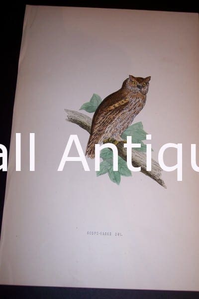 Antique owl engraving