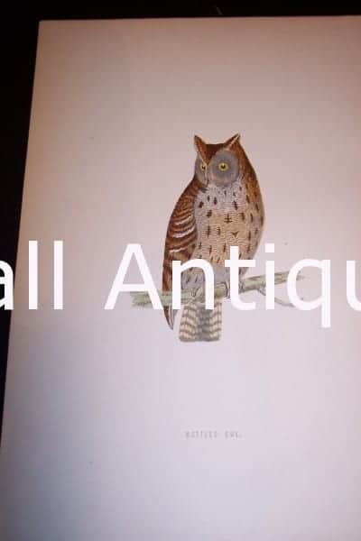 Antique owl engraving