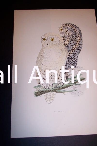 Antique owl engraving