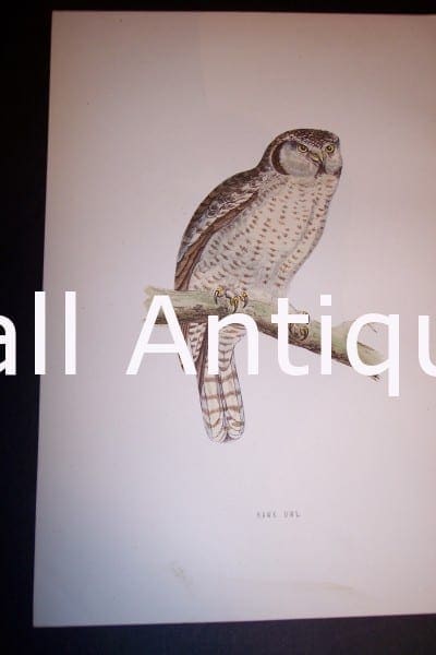Antique owl engraving