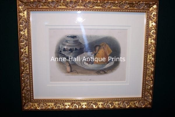 Audubon Common Mouse Framed 0846