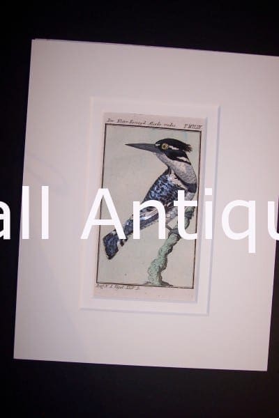 Buffon Kingfisher