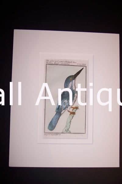 Buffon Kingfisher