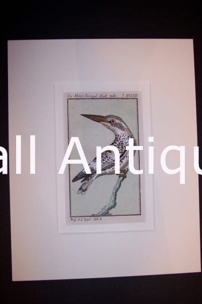 Buffon Kingfisher