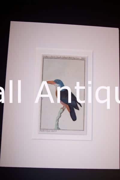 Buffon Kingfisher