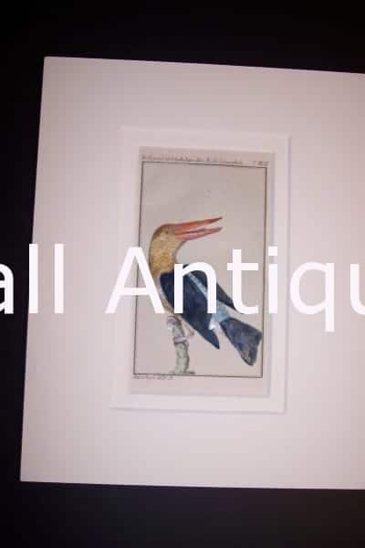 Buffon Kingfisher