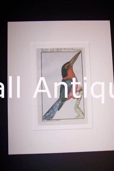 Buffon Kingfisher