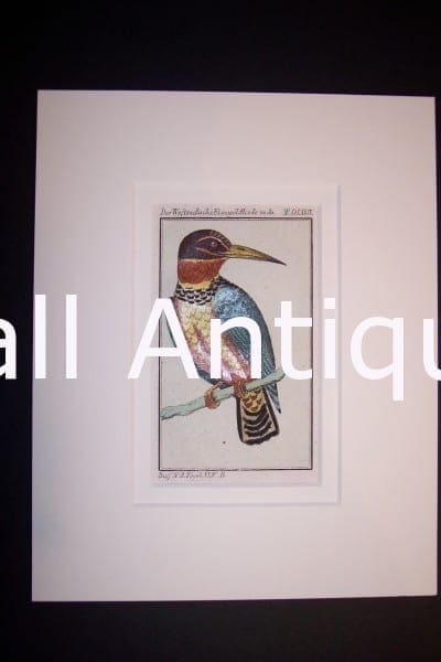 Buffon Kingfisher