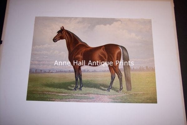 Henry Stull Horse Print