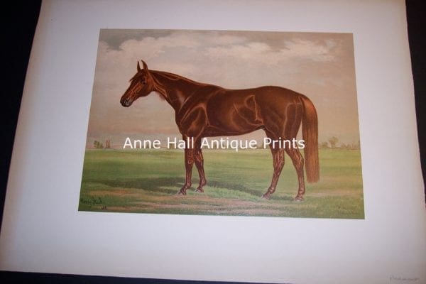Henry Stull Horse Print