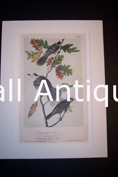 JJ Audubon Birds Lockwood 1870