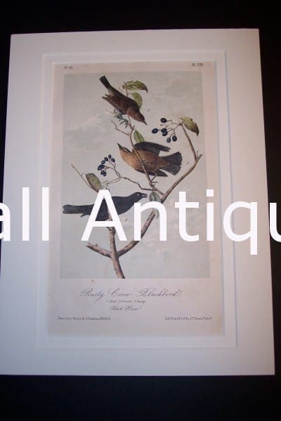 JJ Audubon Birds Lockwood 1870