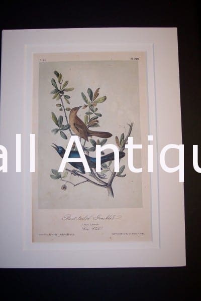 JJ Audubon Birds Lockwood 1870