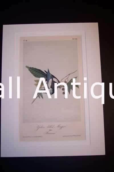 JJ Audubon Birds Lockwood 1870