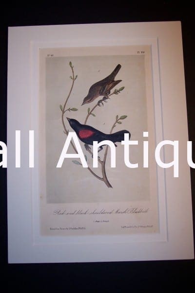 JJ Audubon Birds Lockwood 1870