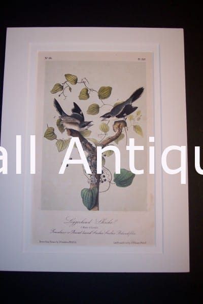 JJ Audubon Birds Lockwood 1870
