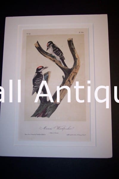 JJ Audubon Birds Lockwood 1870