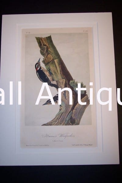 JJ Audubon Birds Lockwood 1870