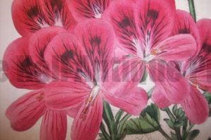 Find artwork of geraniums from centuries ago.