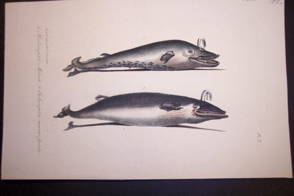 Over 100 years old, antique bookplate or lithograph, of balena baleen whale.