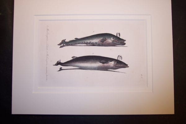 old lithograph of baleen whales, both are spouting.