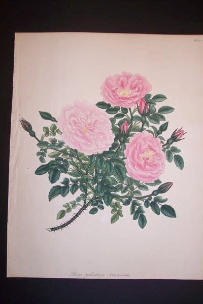 Andrews, antique, Rose Engraving 72