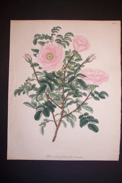 Andrews, antique, Rose Engraving 73 Rosa Spinosifsima Rubra