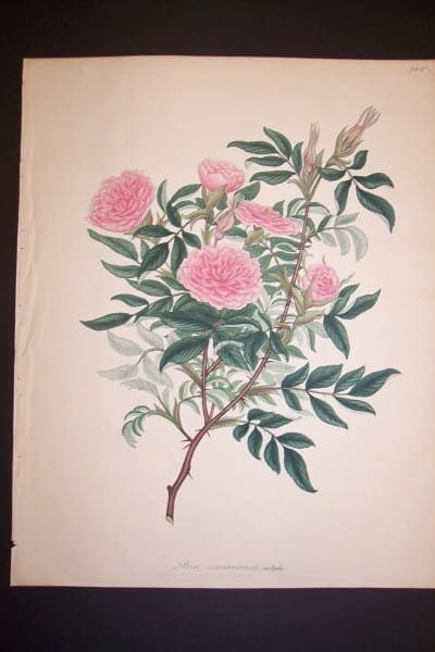 Andrews, antique Rose engraving 74. Rosa Cinnamomea.