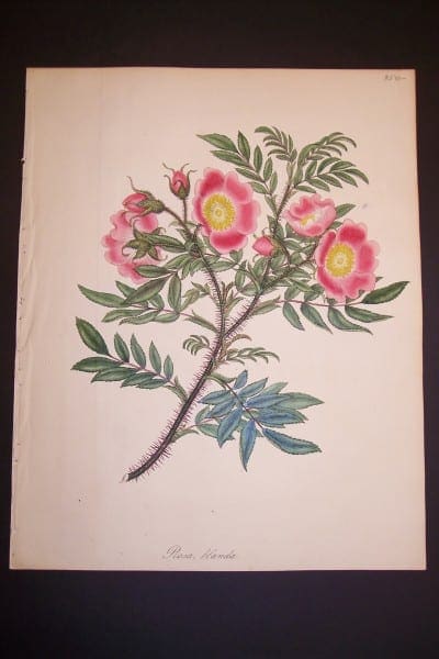 Andrews Exquisite Rose Engraving 75. Rosa Blanda