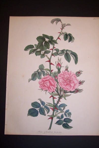 Andrews Exquisite Rose Engraving 76. Rosa Eglanteria.