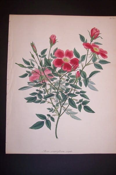Andrews, antique, Rose Engraving 78. Rosa Semperflorens.