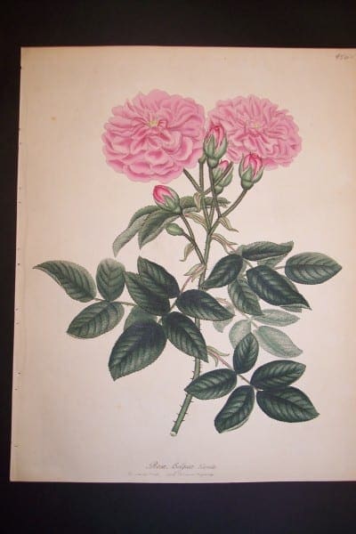 Andrews, antique, Rose Engraving 79. Rosa Belgica Blanda.