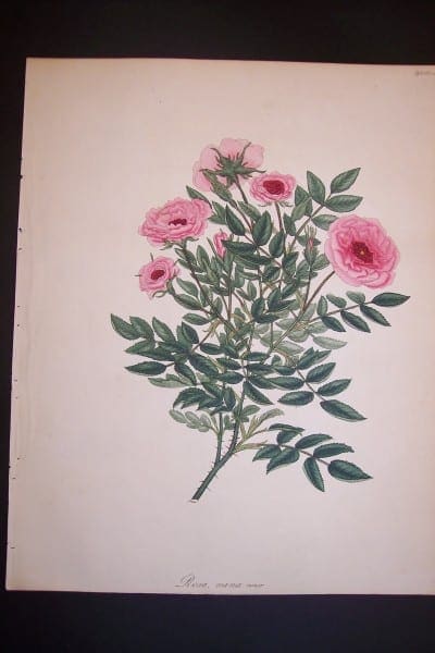 Andrews, antique, Rose Engraving 80. Rosa Nana Minor.