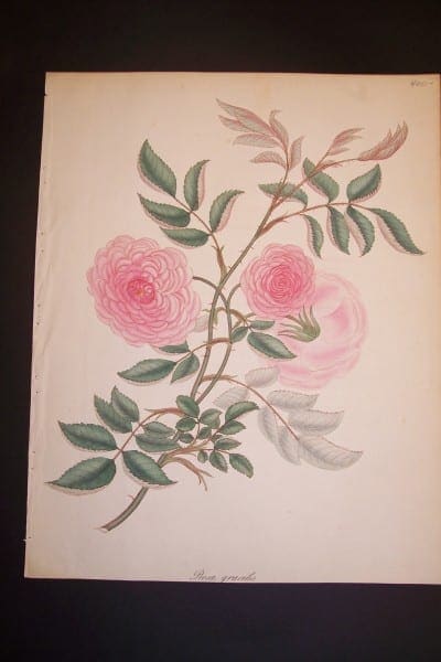 Andrews Exquisite Rose Engraving 81. Rosa Gracilis.
