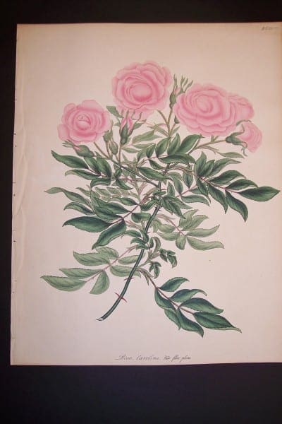 Andrews, antique, Rose Engraving 84. Rosa Carolina.