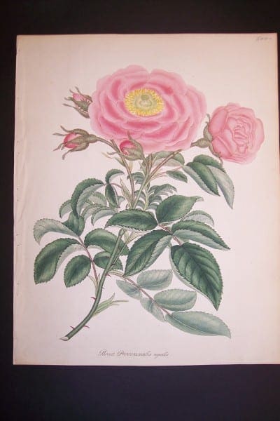 Andrews, antique, Rose Engraving 85. Rosa Provincialis Regalis.