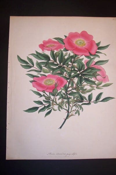 Andrews Exquisite Rose Engraving 86. Rosa Carolina.