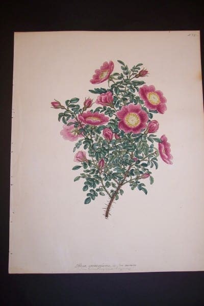 Andrews Exquisite Rose Engraving 89. Rosa Spinosefsima.