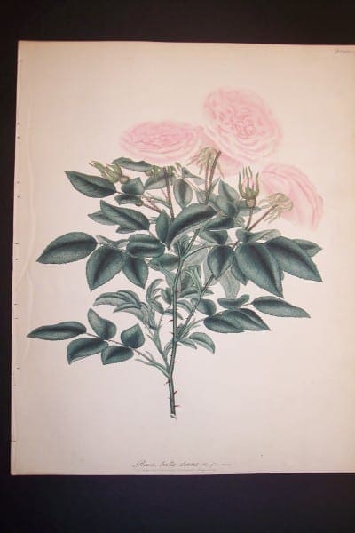 Andrews Exquisite Rose Engraving 90. Rosa Bella Donna.