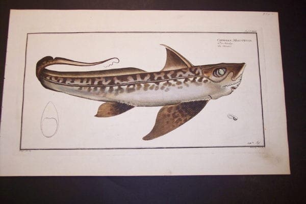 Chimaera Monstrosa La Chimere