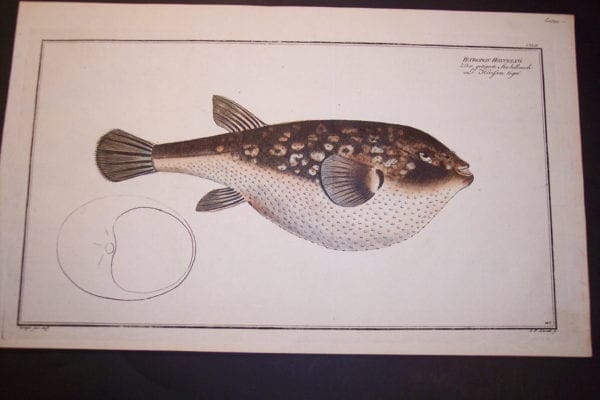 Tetrodon Honckenu Herifson Tigre