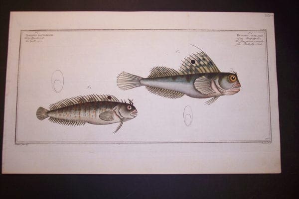 Bloch Fish Pl. CLXVII