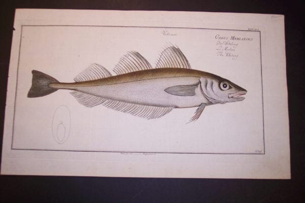 Gadus Merlangus The Whiting