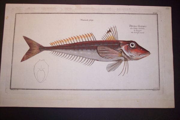 Bloch Fish Red Gurnard 