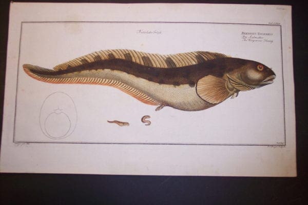 Blennnius Viviparus Viviparous Blenny