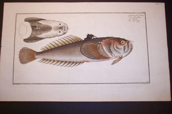 Bloch Fish Pl. CLXIV