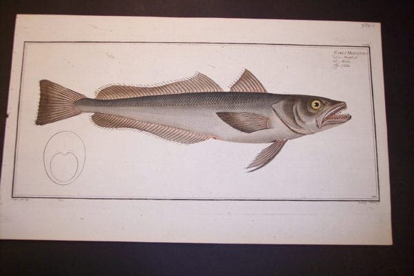 Gadus Merluccius The Hake 
