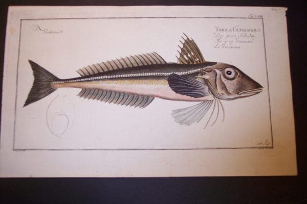 Bloch Fish Pl. LVIII
