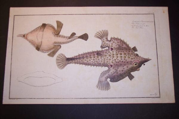 Bloch Fish Pl. CX
